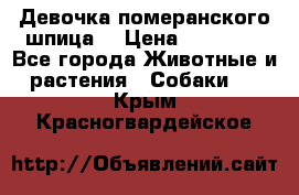 Девочка померанского шпица. › Цена ­ 40 000 - Все города Животные и растения » Собаки   . Крым,Красногвардейское